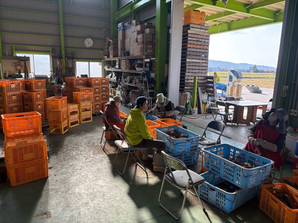 サツマイモの処理作業ラストスパート！ | 株式会社アグリとりの原